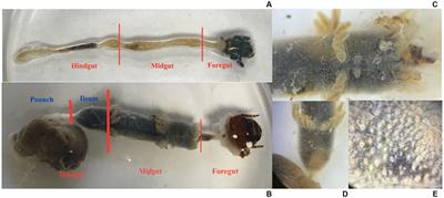 Gut bacteria of adult and larval Cotinis nitida Linnaeus (Coleoptera: Scarabaeidae) demonstrate community differences according to respective life stage and gut region